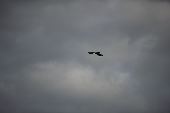 DSC_2304.jpg